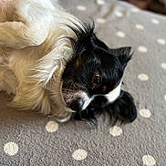 Ricky participe au concours pour gagner de l'argent avec cette photo : accessories, animal, bulldog, canine, cat, chihuahua, cockerspaniel, couch, dog, eskimodog, furniture, hound, kitten, papillon, pattern, pet, puppy, snout, strap, terrier