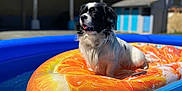 Ricky participe au concours pour gagner de l'argent avec cette photo : animal, canine, cockerspaniel, dog, inflatable, leisureactivities, outdoors, papillon, person, pet, pointer, pool, puppy, sport, summer, swimming, swimmingpool, terrier, water, watersports