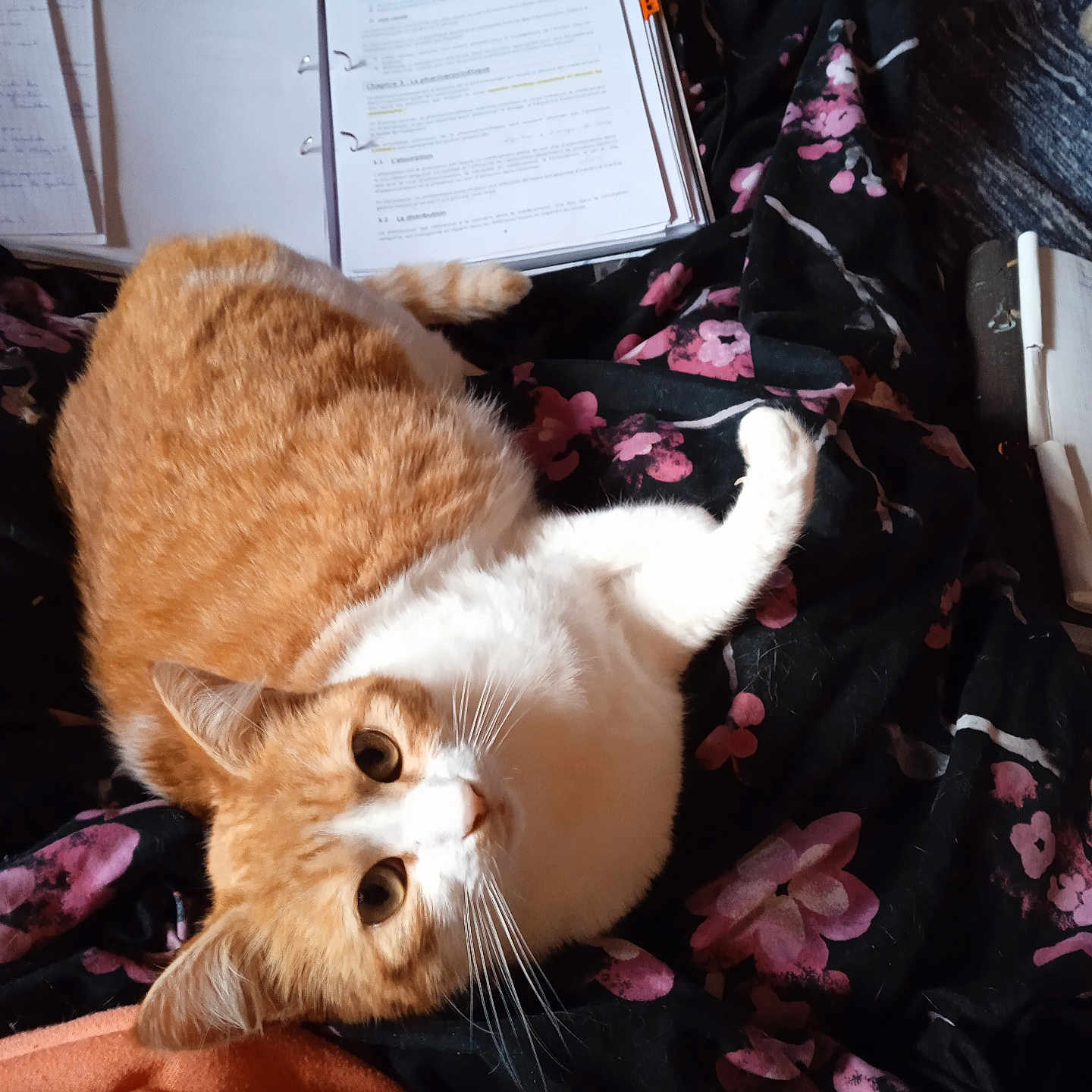 Tigrisse a rejoint le concours — aidez-le/la à gagner de superbes lots ! animal, cat, clothing, computer, couch, dress, electronics, fashion, footwear, formalwear, furniture, gown, kitten, laptop, manx, pc, pet, shoe, text, wood