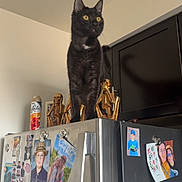 Boba joined the competition — help win amazing prizes! cat, black_cat, yellow_eyes, refrigerator, magnets, kitchen, indoor, appliance, cabinet, skeleton_decor, golden_statue, pet, curious, standing, fridge_top, ceiling, photograph, decor, metal_surface, portrait_photos