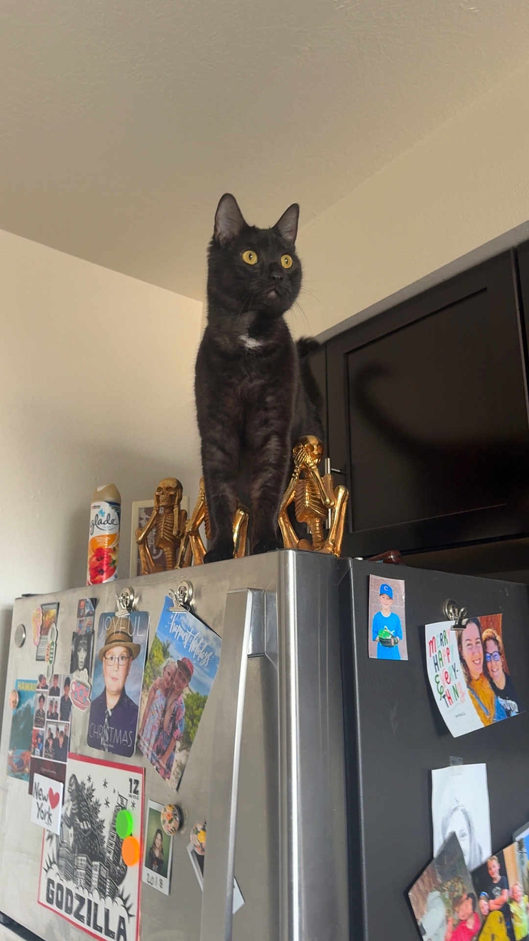 Boba joined the competition — help win amazing prizes! cat, black_cat, yellow_eyes, refrigerator, magnets, kitchen, indoor, appliance, cabinet, skeleton_decor, golden_statue, pet, curious, standing, fridge_top, ceiling, photograph, decor, metal_surface, portrait_photos