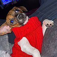 Flora joined the competition — help win amazing prizes! dog, puppy, red_sweater, blanket, indoor, television, the_simpsons, couch, relaxed, pet, fur, paw, canine, snout, ears, clothing, resting, comfort, home, cute