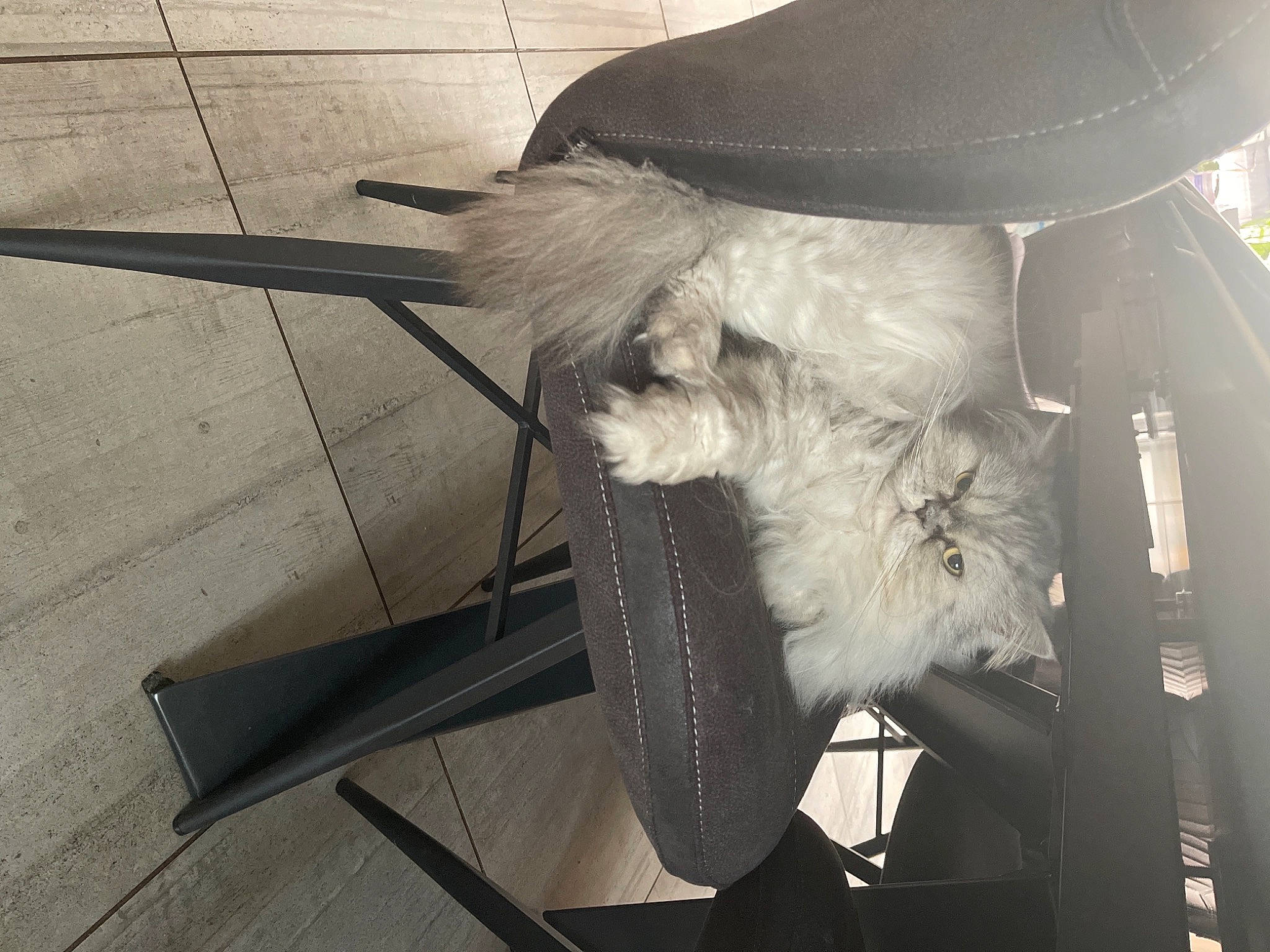 Ioda a rejoint le concours — aidez-le/la à gagner de superbes lots ! canidae, carnivore, comfort, companion_dog, dog, dog_breed, feather, felidae, fur, fur_clothing, monochrome, small_to_medium_sized_cats, snout, sporting_group, tail, tints_and_shades, vehicle_door, whiskers, wing, wood