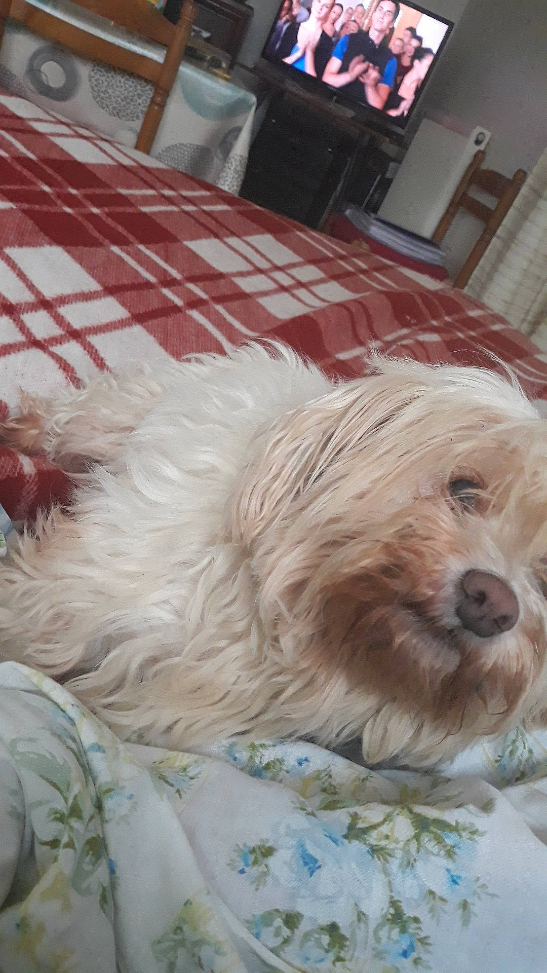 Timy a rejoint le concours — aidez-le/la à gagner de superbes lots ! bolonka, canidae, carnivore, cavachon, cavapoo, chinese_imperial_dog, cockapoo, companion_dog, dog, dog_breed, havanese, lhasa_apso, maltepoo, maltese, mammal, morkie, person, schnoodle, shih_tzu, terrier