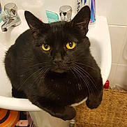 Marmite is registered to the contest to win money with this photo: asian, black_cat, bombay, british_shorthair, burmese, carnivore, cat, chartreux, domestic_short_haired_cat, felidae, kitten, korat, mammal, russian_blue, small_to_medium_sized_cats, whiskers