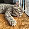 Morris joined the competition — help win amazing prizes! cat, close_up, cozy, curtain, daylight, feline, gray_fur, indoor, kitten, paw, pet, relaxation, resting, sleeping, soft, sunlight, texture, warm, whiskers, window