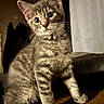 Morris joined the competition — help win amazing prizes! animal, cat, closeup, cozy, curious, cute, domestic, ears, face, feline, fur, indoor, kitten, paw, pet, portrait, sitting, tabby, whiskers, young