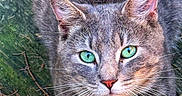 Morris is registered to the contest to win money with this photo: animal, cat, close_up, collar, curious, ears, feline, fur, gray_cat, green_eyes, looking_up, nature, outdoor, pet, pine_needles, planks, portrait, serene, whiskers, wood