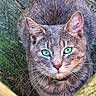 animal, cat, close_up, collar, curious, ears, feline, fur, gray_cat, green_eyes, looking_up, nature, outdoor, pet, pine_needles, planks, portrait, serene, whiskers, wood