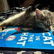 Morris is registered to the contest to win money with this photo: animal, bed, blanket, book, cat, closeup, cozy, cute, dr_seuss, feline, indoor, kitten, napping, pet, relaxation, resting, sleeping, soft, sunlight, the_cat_in_the_hat