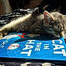 animal, bed, blanket, book, cat, closeup, cozy, cute, dr_seuss, feline, indoor, kitten, napping, pet, relaxation, resting, sleeping, soft, sunlight, the_cat_in_the_hat