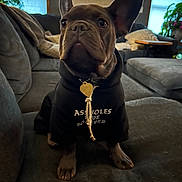Bodhi joined the competition — help win amazing prizes! dog, french_bulldog, hoodie, pet_clothing, indoor, couch, living_room, furniture, plant, window, decor, cozy, seated, animal, pet, canine, ears, collar, tag, expression