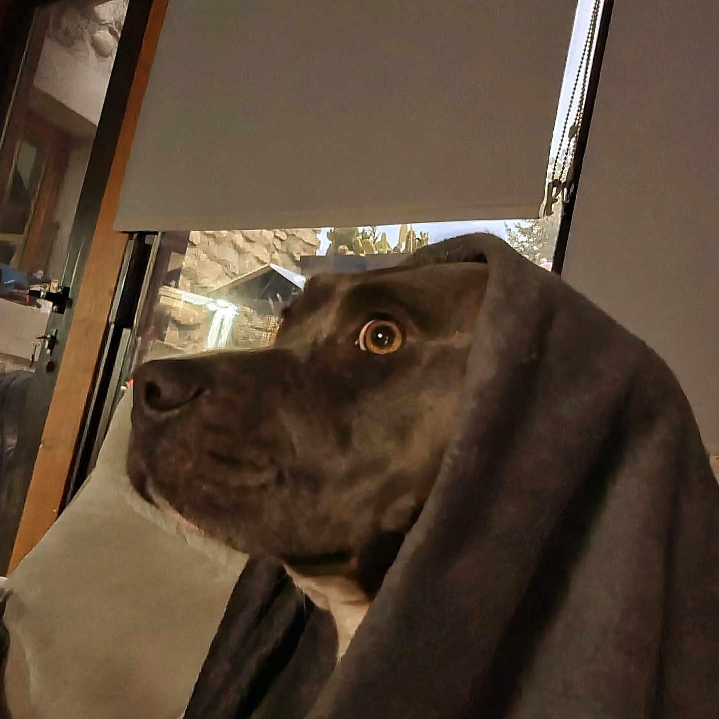 Zoé participe au concours pour gagner de l'argent avec cette photo : animal, blanket, brown, couch, cozy, curious, dog, domestic, furniture, home, indoor, looking, pet, portrait, relaxed, side_profile, soft, warm, window, wrapped