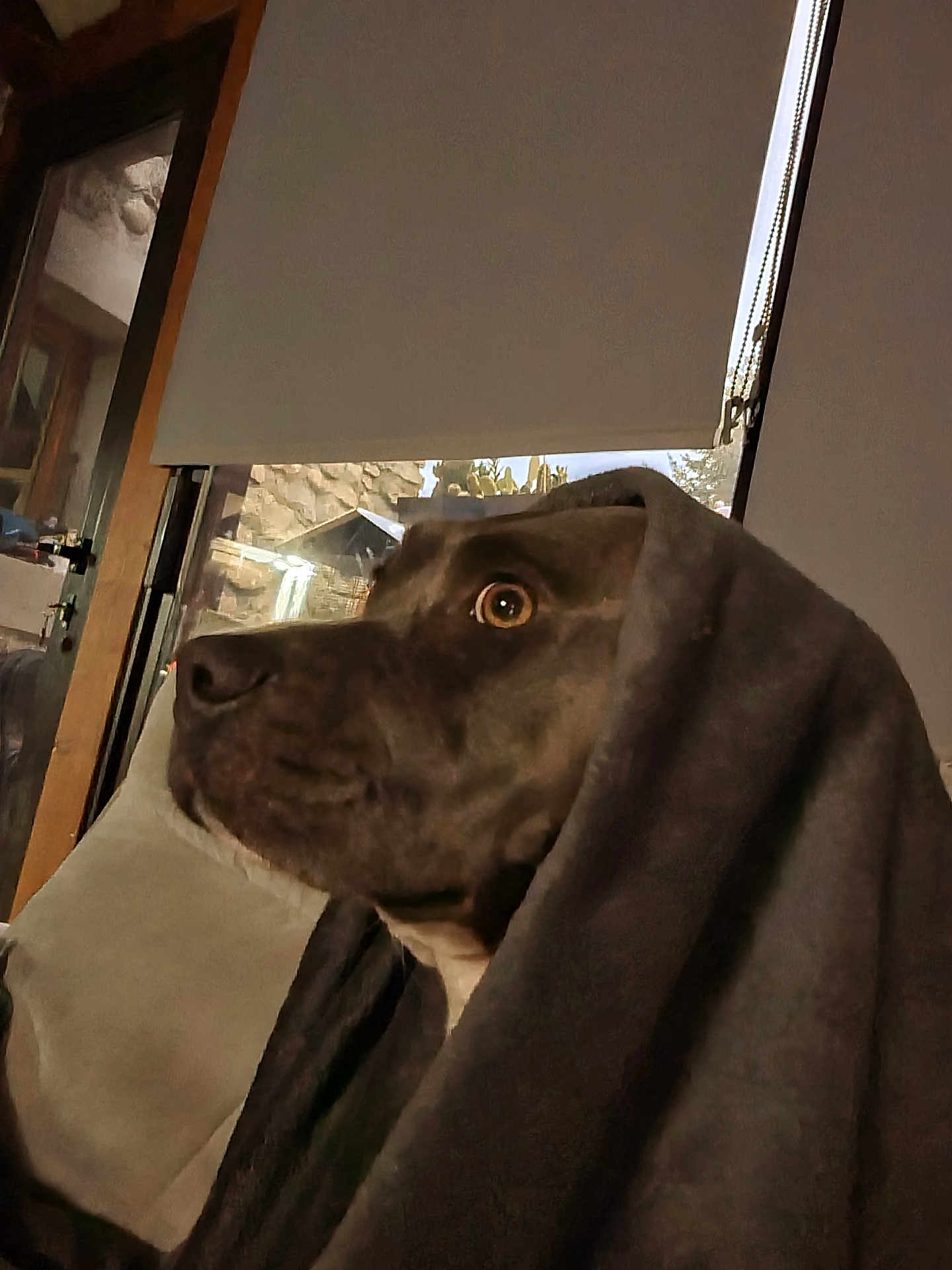 Zoé