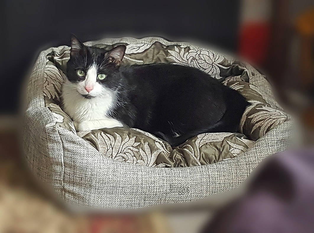 Fripouille a rejoint le concours — aidez-le/la à gagner de superbes lots ! basket, bowl, carnivore, cat, cat_bed, cat_furniture, cat_supply, comfort, domestic_short_haired_cat, felidae, fur, grey, monochrome_photography, pet_supply, sitting, small_to_medium_sized_cats, snout, tail, whiskers, wicker