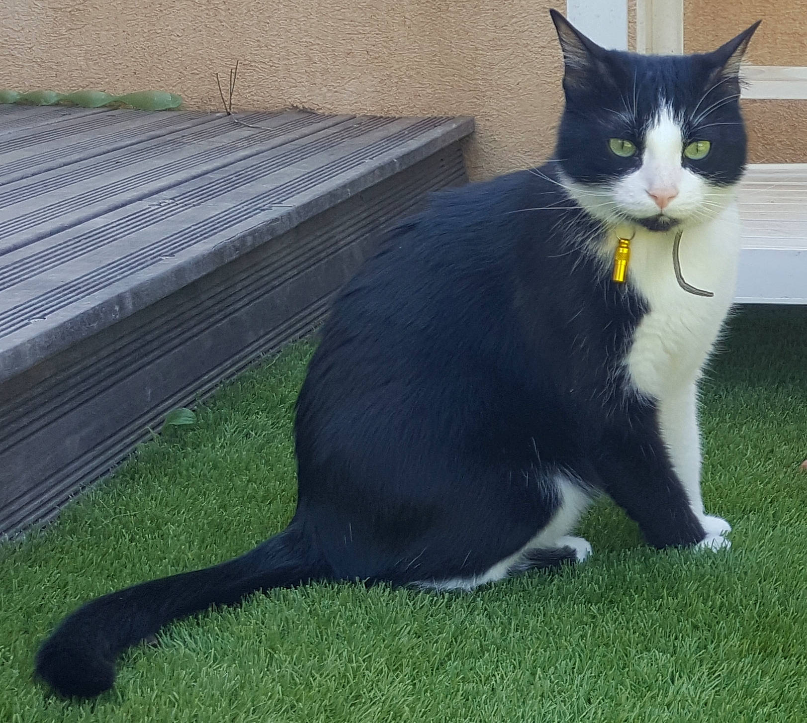 Fripouille participe au concours pour gagner de l'argent avec cette photo : black_cat, carnivore, cat, claw, domestic_short_haired_cat, felidae, formal_wear, fur, grass, paw, sitting, small_to_medium_sized_cats, snout, tail, terrestrial_animal, whiskers