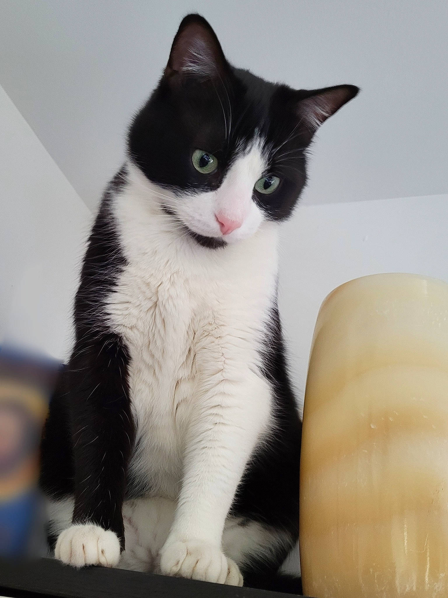 Fripouille a rejoint le concours — aidez-le/la à gagner de superbes lots ! carnivore, cat, comfort, couch, domestic_short_haired_cat, eye, felidae, foot, formal_wear, fur, paw, sitting, small_to_medium_sized_cats, snout, tail, whiskers