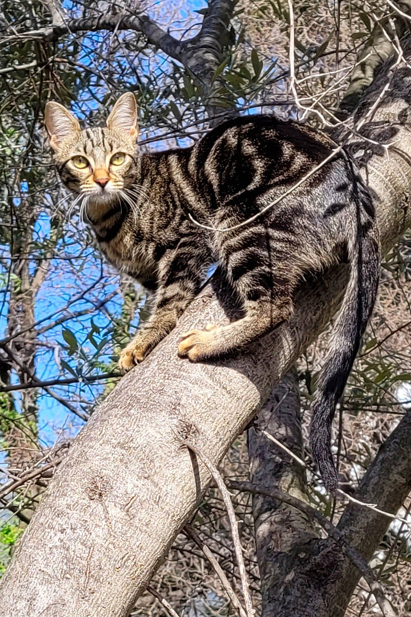 Isis participe au concours pour gagner de l'argent avec cette photo : branch, carnivore, cat, fawn, felidae, forest, fur, grass, plant, sky, small_to_medium_sized_cats, snout, tail, terrestrial_animal, tree, trunk, twig, whiskers, wood, woodland