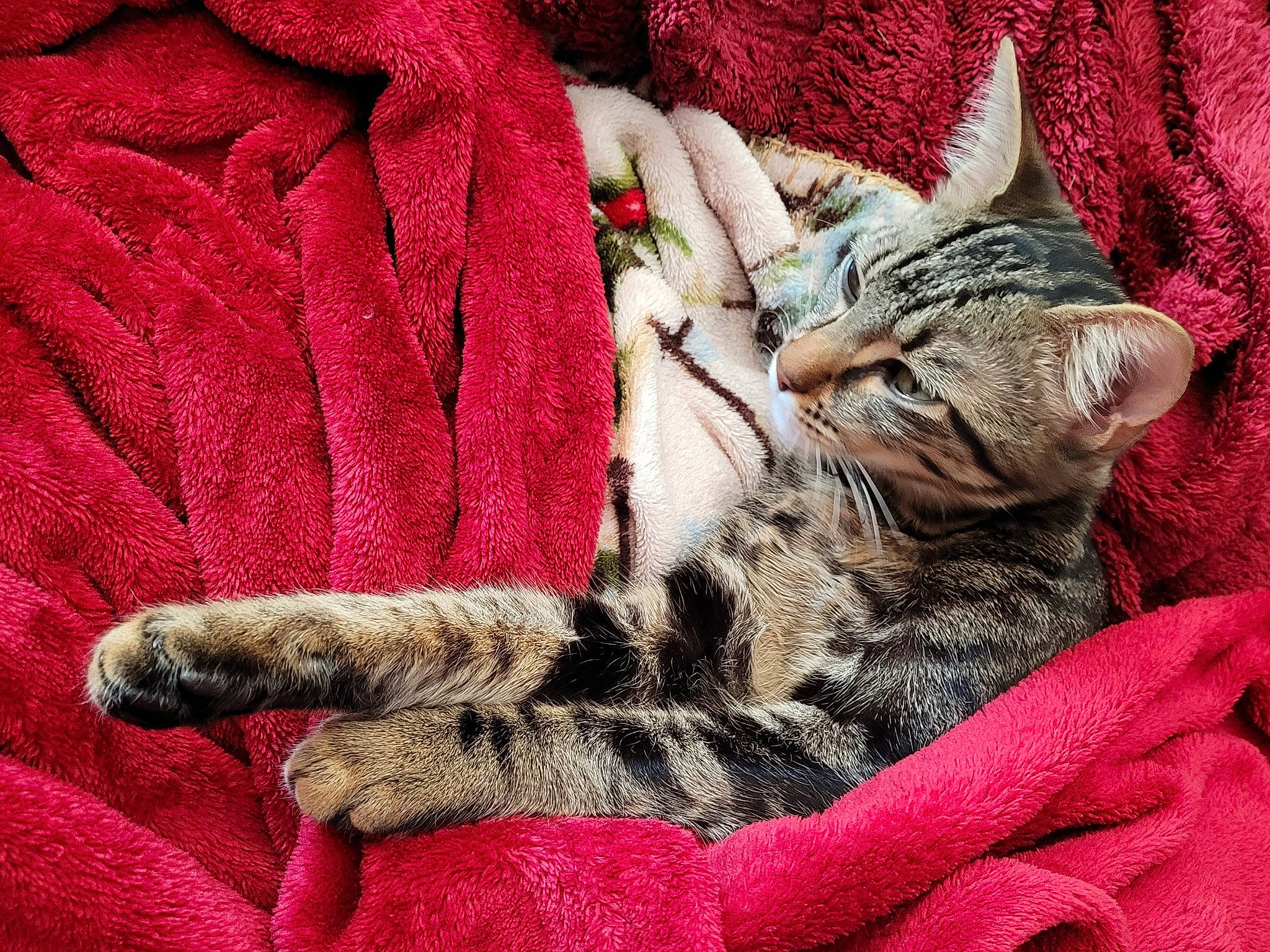 Isis participe au concours pour gagner de l'argent avec cette photo : carmine, carnivore, cat, comfort, domestic_short_haired_cat, fawn, felidae, fur, grey, human_leg, linens, pattern, paw, plant, small_to_medium_sized_cats, tail, thread, whiskers, wool, woolen