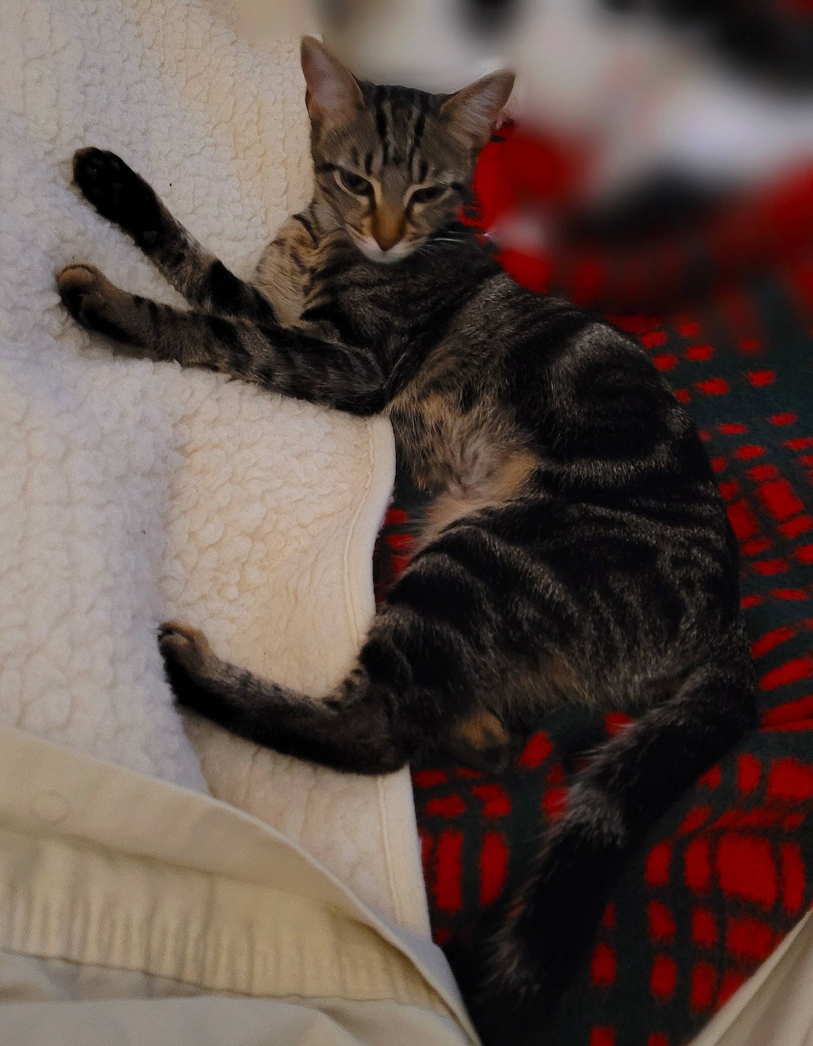 Isis a rejoint le concours — aidez-le/la à gagner de superbes lots ! carnivore, cat, claw, comfort, domestic_short_haired_cat, fawn, felidae, fur, grey, linens, pattern, paw, sitting, small_to_medium_sized_cats, snout, tail, whiskers