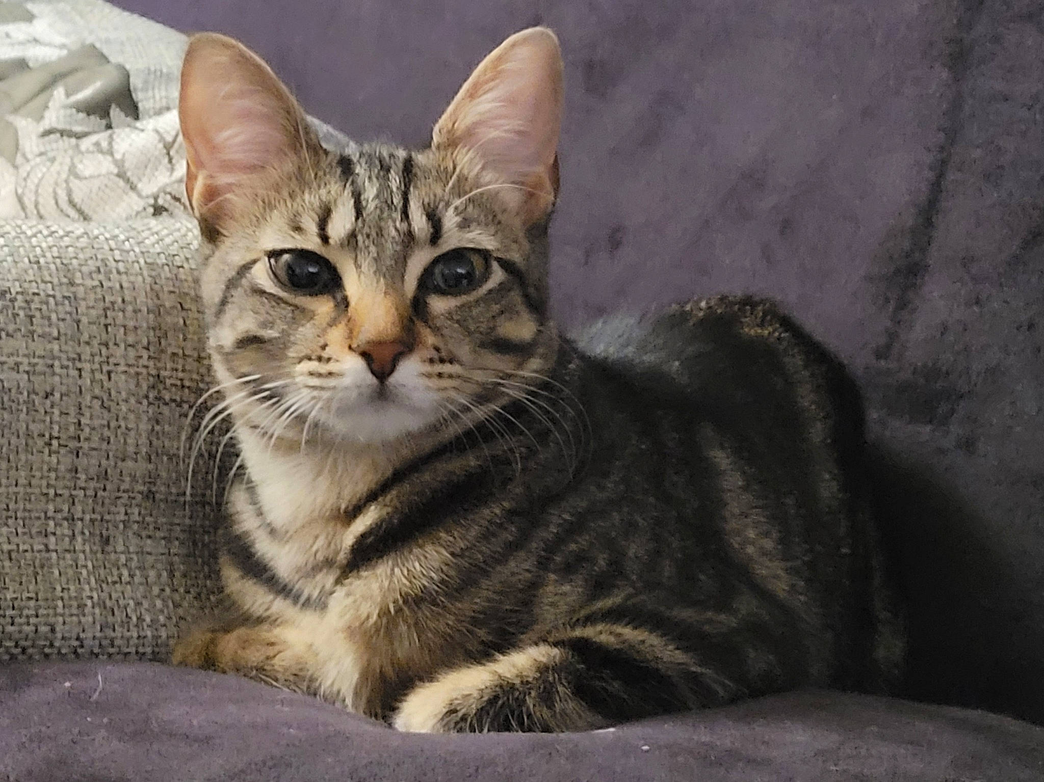 Isis a rejoint le concours — aidez-le/la à gagner de superbes lots ! carnivore, cat, domestic_short_haired_cat, felidae, fur, paw, sitting, small_to_medium_sized_cats, snout, terrestrial_animal, whiskers, wildlife, window