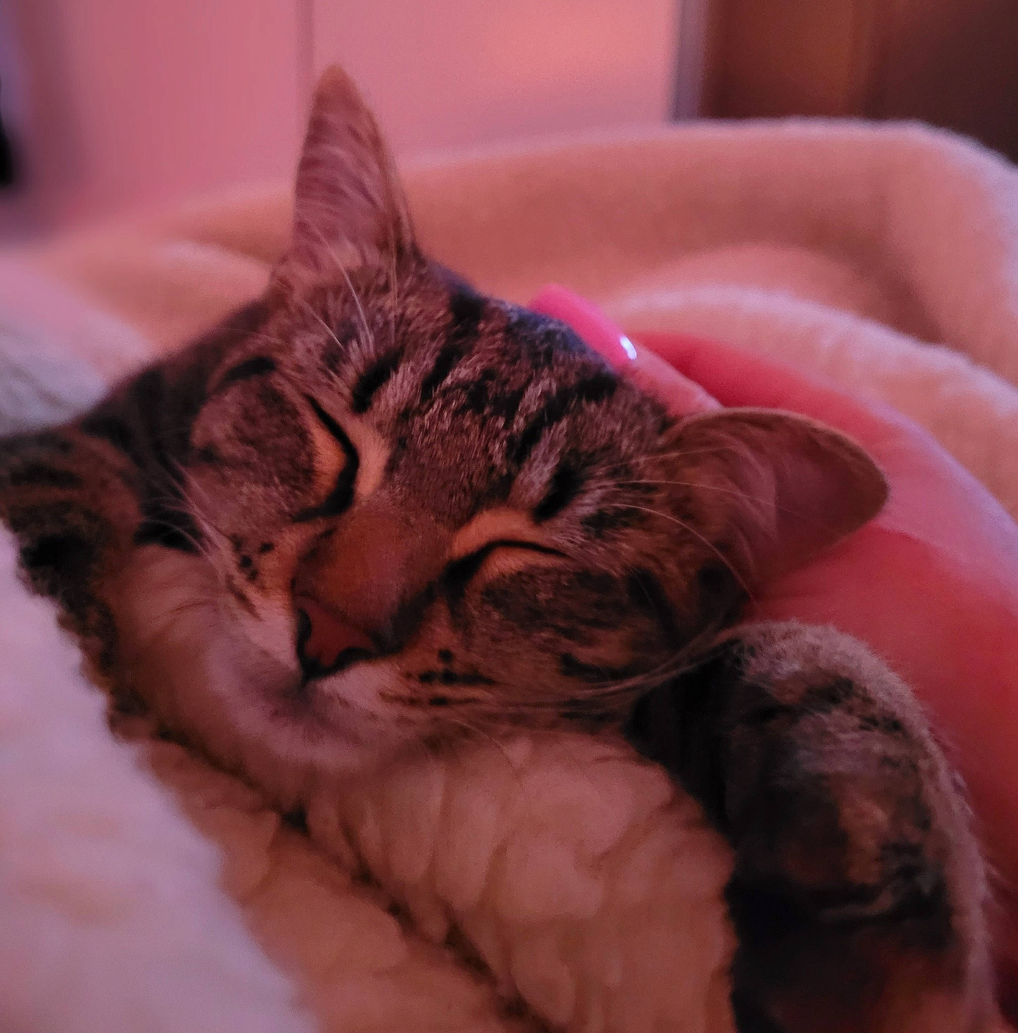 Isis participe au concours pour gagner de l'argent avec cette photo : bed, carnivore, cat, cat_bed, claw, close_up, comfort, domestic_short_haired_cat, felidae, fur, gesture, nail, nap, paw, sleep, small_to_medium_sized_cats, snout, terrestrial_animal, whiskers