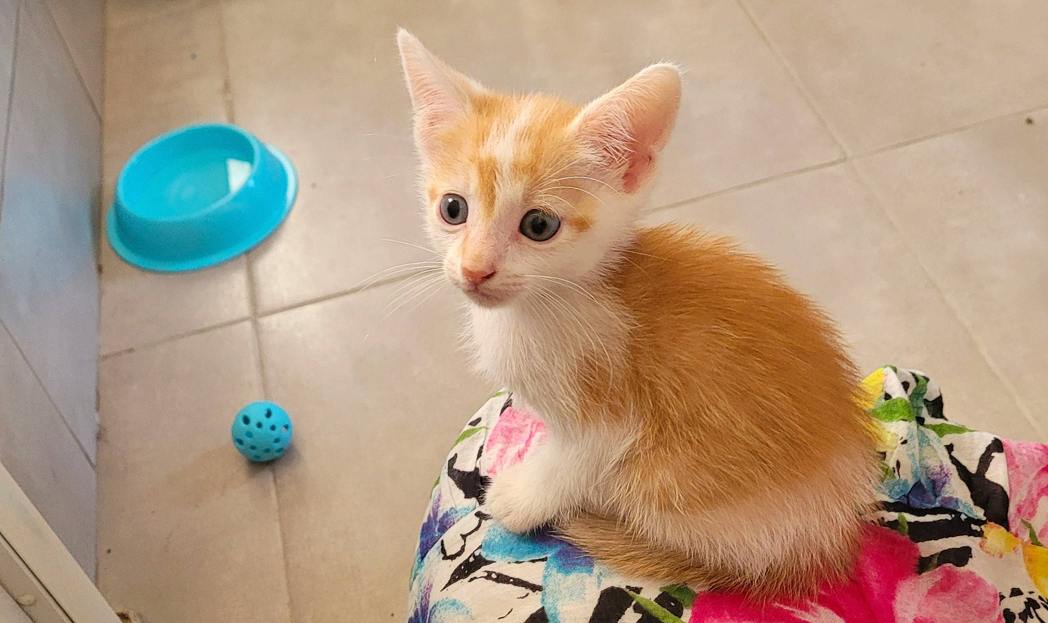 Indy participe au concours pour gagner de l'argent avec cette photo : carnivore, cat, cat_supply, cat_toy, claw, collar, domestic_short_haired_cat, fawn, felidae, flooring, fur, paw, pet_supply, room, small_to_medium_sized_cats, snout, tail, whiskers, window