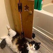 Kallie is registered to the contest to win money with this photo: cat, calico_cat, fluffy, long_hair, pet, animal, face, green_eyes, lying_down, belly_up, raised_paw, white_fur, black_fur, orange_fur, bathroom, bathtub, wooden_cabinet, soap_bottles, tile_wall, floor