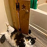 cat, calico_cat, fluffy, long_hair, pet, animal, face, green_eyes, lying_down, belly_up, raised_paw, white_fur, black_fur, orange_fur, bathroom, bathtub, wooden_cabinet, soap_bottles, tile_wall, floor