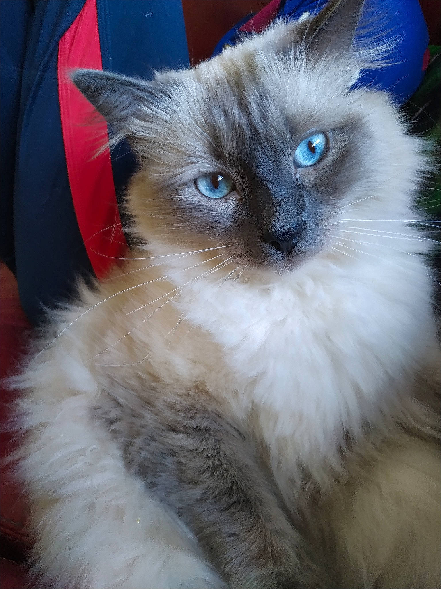 Mcqueen a rejoint le concours — aidez-le/la à gagner de superbes lots ! asian_semi_longhair, balinese, birman, british_semi_longhair, carnivore, cat, domestic_long_haired_cat, eye, felidae, himalayan, iris, kitten, mammal, ragdoll, siamese, siberian, small_to_medium_sized_cats, thai, vertebrate, whiskers