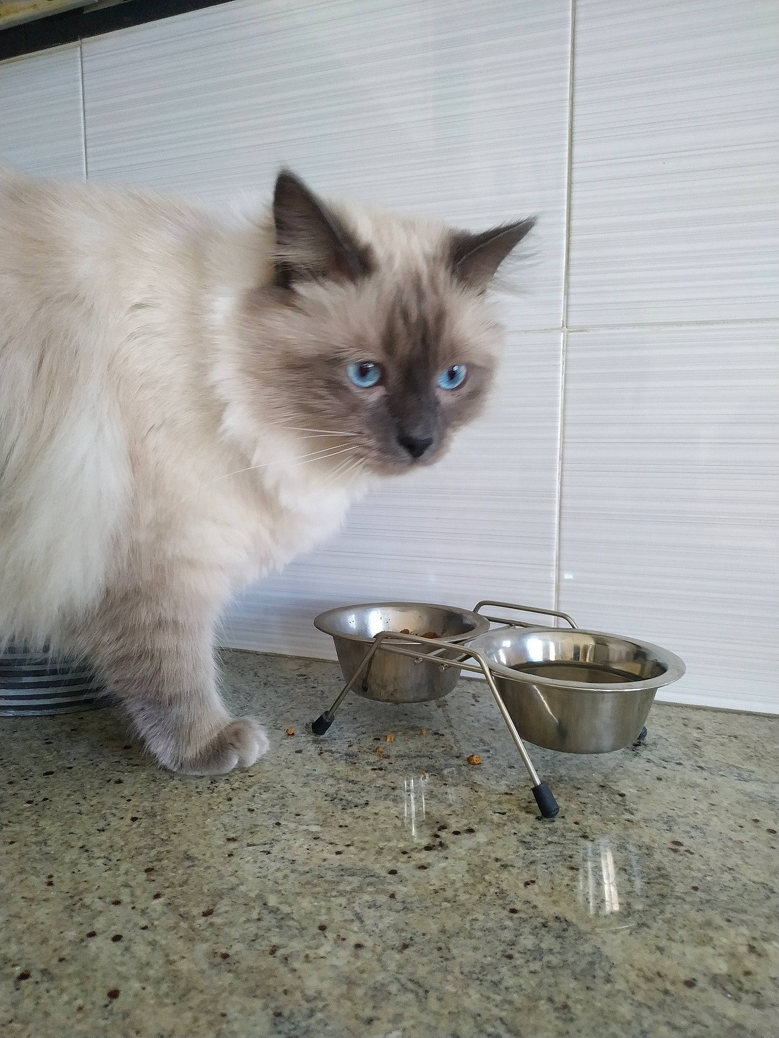 Mcqueen a rejoint le concours — aidez-le/la à gagner de superbes lots ! asian_semi_longhair, balinese, birman, carnivore, cat, domestic_long_haired_cat, fawn, felidae, himalayan, kitten, mammal, ragdoll, siamese, small_to_medium_sized_cats, snowshoe, thai, tonkinese, whiskers