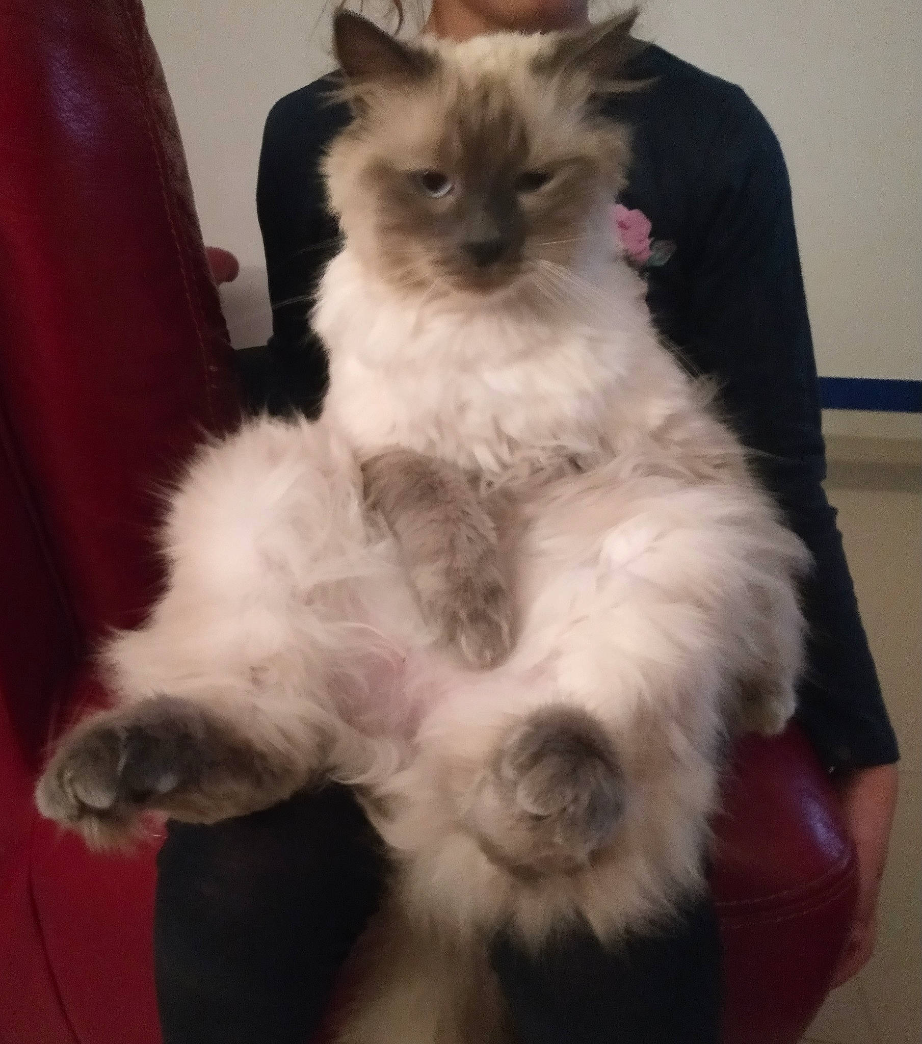 Mcqueen participe au concours pour gagner de l'argent avec cette photo : asian, balinese, birman, carnivore, cat, domestic_long_haired_cat, fawn, felidae, himalayan, javanese, kitten, mammal, ragdoll, siamese, small_to_medium_sized_cats, snowshoe, thai, tonkinese, vertebrate, whiskers