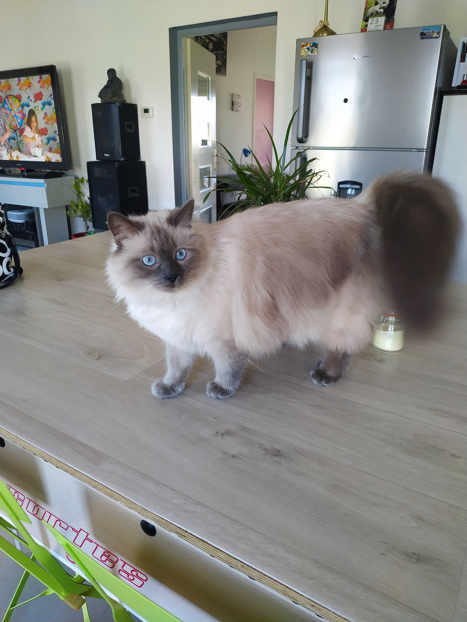 Mcqueen a rejoint le concours — aidez-le/la à gagner de superbes lots ! asian_semi_longhair, balinese, birman, british_longhair, british_semi_longhair, carnivore, cat, domestic_long_haired_cat, fawn, felidae, himalayan, mammal, persian, ragamuffin, ragdoll, small_to_medium_sized_cats, vertebrate, whiskers