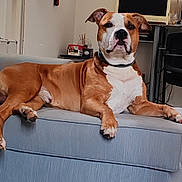 Skar a rejoint le concours — aidez-le/la à gagner de superbes lots ! animal, brown_dog, calm, canine, chair, computer, couch, desk, dog, domestic_animal, floor, furniture, home_office, indoor, living_room, pet, relaxed, resting, sofa, white_dog