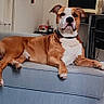 animal, brown_dog, calm, canine, chair, computer, couch, desk, dog, domestic_animal, floor, furniture, home_office, indoor, living_room, pet, relaxed, resting, sofa, white_dog