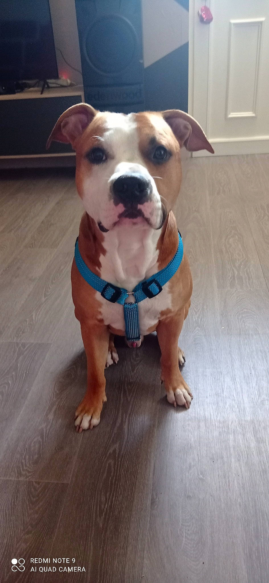 Skar participe au concours pour gagner de l'argent avec cette photo : canidae, carnivore, collar, companion_dog, dog, dog_breed, dog_clothes, dog_collar, fashion_accessory, fawn, flooring, hardwood, leash, liver, pet_supply, snout, sporting_group, whiskers, wood, working_animal