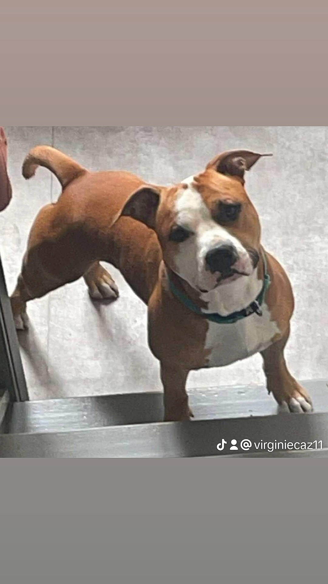 Skar a rejoint le concours — aidez-le/la à gagner de superbes lots ! ancient_dog_breeds, canidae, carnivore, collar, comfort, companion_dog, dog, dog_breed, dog_collar, dog_sports, fawn, liver, non_sporting_group, paw, pet_supply, photo_caption, snout, sporting_group, working_animal, working_dog