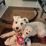 Daisy is registered to the contest to win money with this photo: dog, stuffed_toy, teddy_bear, carpet, indoor, furniture, glass_table, white_dog, toy, cuddling, pet, cozy, relaxed, colorful_clothing, patterned_rug, floor, cute, animal, playful, companion