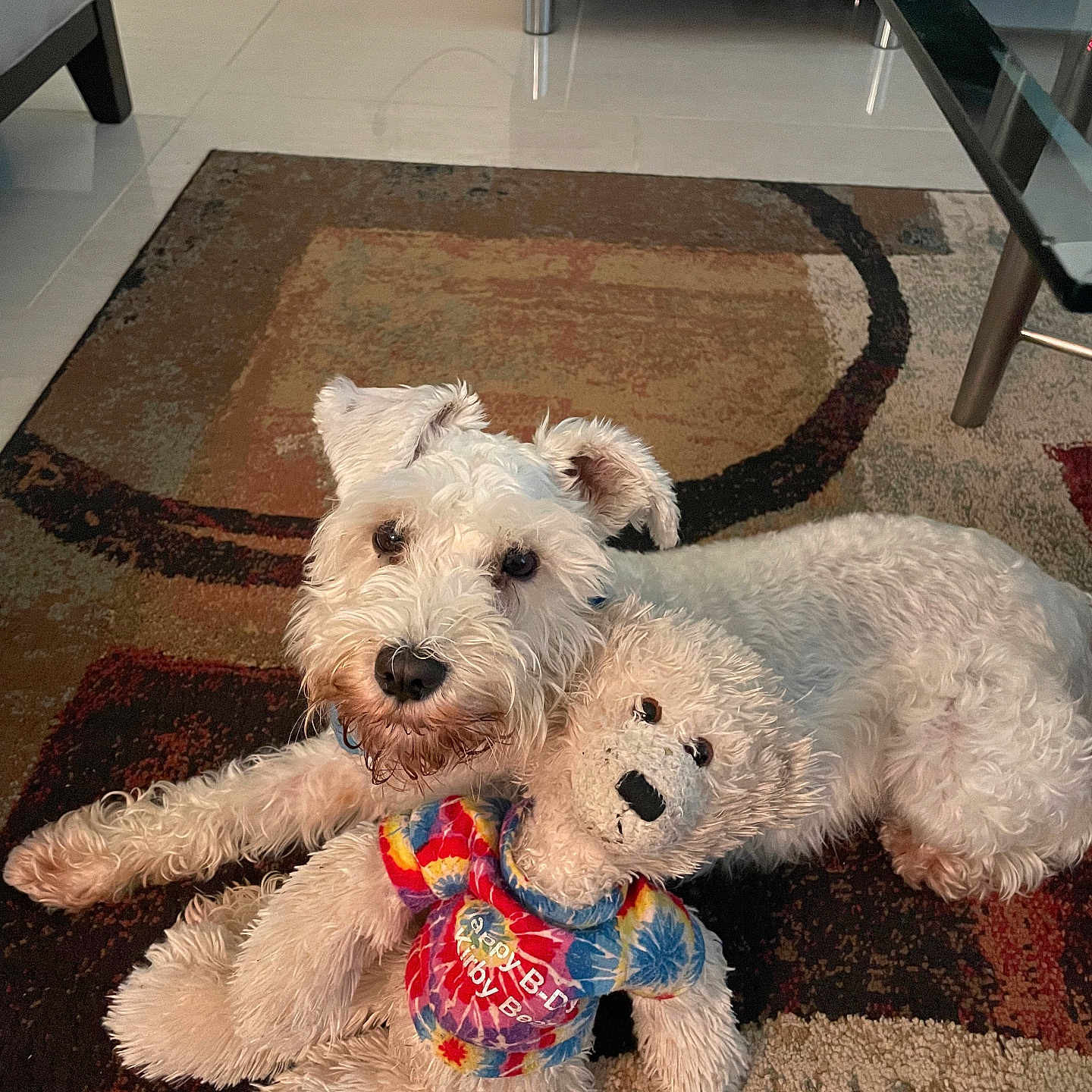 Daisy is registered to the contest to win money with this photo: dog, stuffed_toy, teddy_bear, carpet, indoor, furniture, glass_table, white_dog, toy, cuddling, pet, cozy, relaxed, colorful_clothing, patterned_rug, floor, cute, animal, playful, companion
