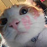 Toast joined the competition — help win amazing prizes! cat, close_up, indoor, lipstick_marks, curious, feline, whiskers, pink, face, person, background, blurry, domestic_animal, pet, collar, fur, head, nose, eyes, animal