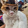 Toast joined the competition — help win amazing prizes! cat, cowboy_hat, indoor, living_room, dog, furniture, window, carpet, pet, animal, whiskers, orange_and_white_cat, hat, cute, close_up, relaxing, home, cozy, multiple_pets, domestic