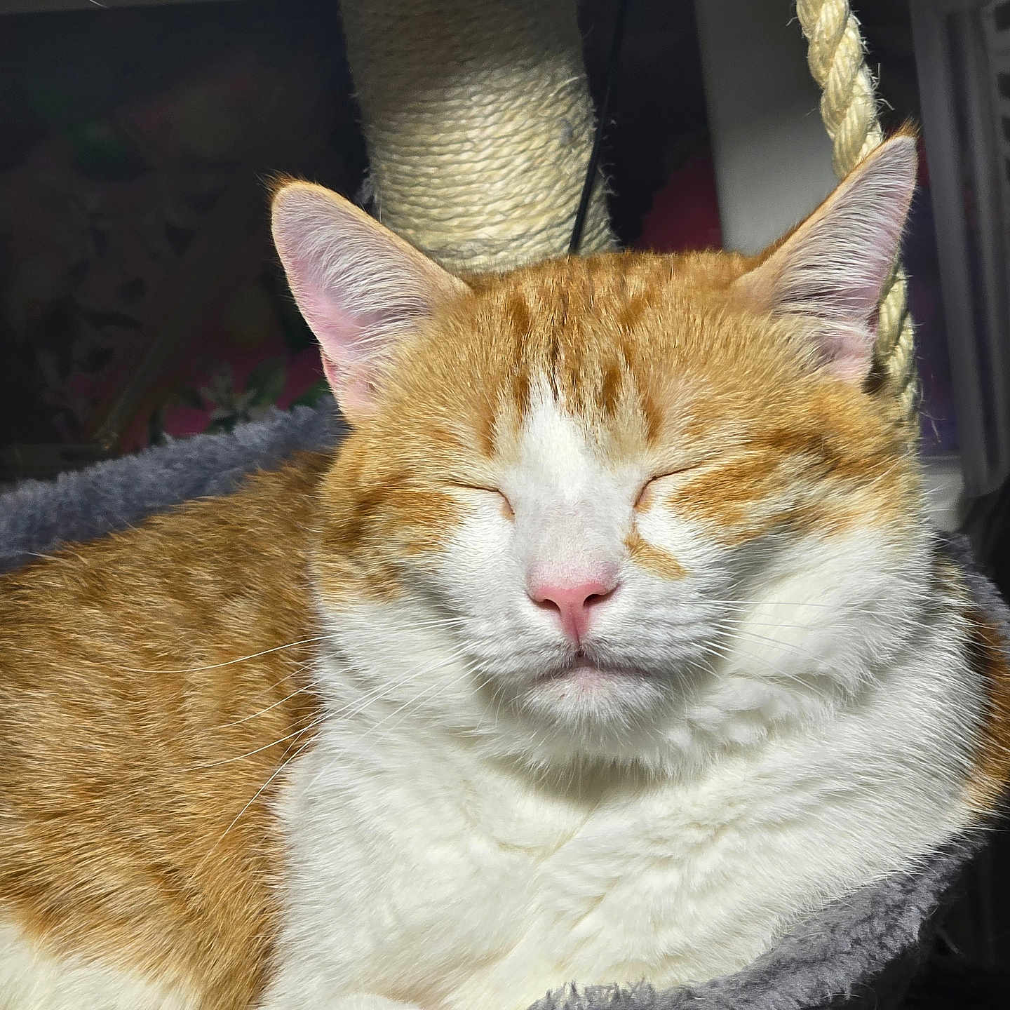 Toast is registered to the contest to win money with this photo: cat, orange_cat, white_cat, sleeping, cozy, feline, pet, indoors, sunlight, closeup, fur, whiskers, pink_nose, ears, scratching_post, rope, cat_tree, relaxed, cute, resting