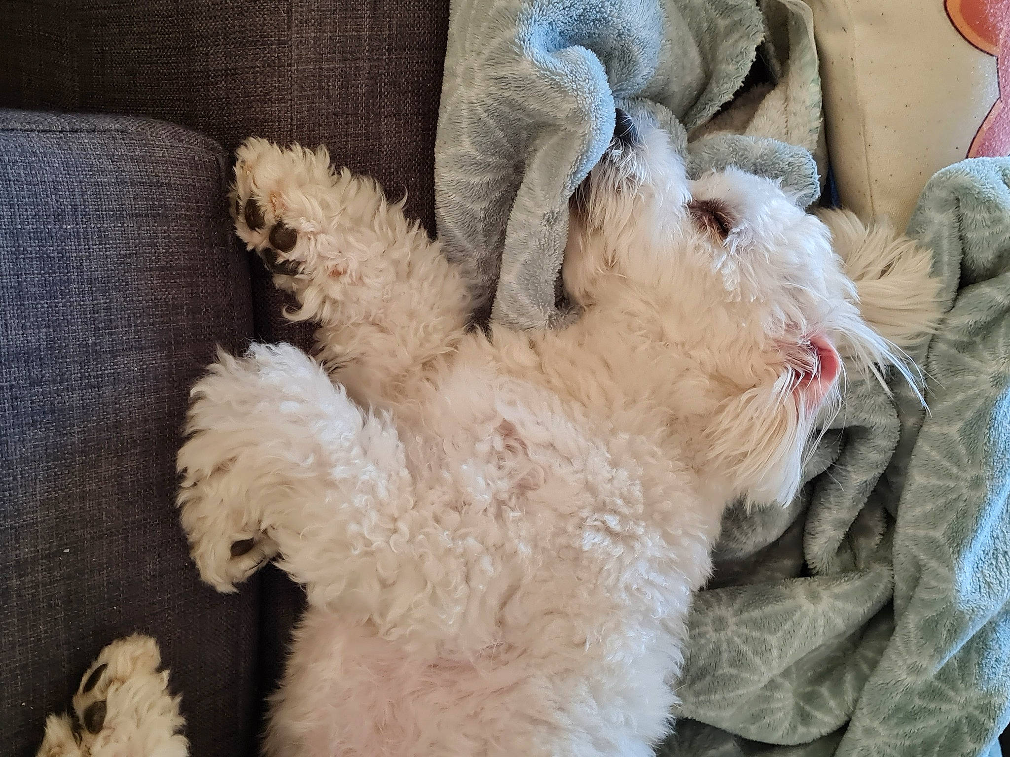 Harold participe au concours pour gagner de l'argent avec cette photo : canidae, carnivore, companion_dog, dog, dog_breed, ear, fur, goldendoodle, labradoodle, lagotto_romagnolo, non_sporting_group, poodle, puppy, sporting_group, standard_poodle, terrier, toy_dog, wool