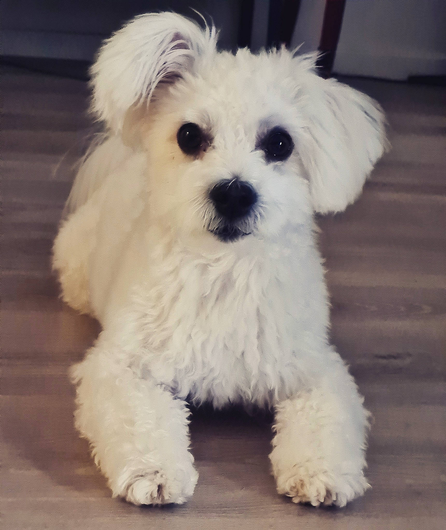 Harold participe au concours pour gagner de l'argent avec cette photo : bichon, bolognese, bolonka, canidae, carnivore, cavapoo, companion_dog, dog, dog_breed, havanese, kyi_leo, maltepoo, maltese, mammal, nose, poodle_crossbreed, puppy, schnoodle, toy_poodle, vertebrate