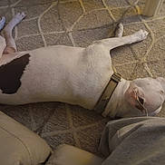 Blue joined the competition — help win amazing prizes! animal, black_spot, canine, carpet, casual_photo, closeup, cozy, dog, floor, furniture, harness, home, indoor, lying_down, pet, relaxed, resting, sideways, sprawled, white_dog