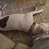 animal, black_spot, canine, carpet, casual_photo, closeup, cozy, dog, floor, furniture, harness, home, indoor, lying_down, pet, relaxed, resting, sideways, sprawled, white_dog