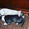 Blue joined the competition — help win amazing prizes! animals, black_and_white, carpet, cuddling, dog, dogs, furry, gallery, home, indoor, lying_down, pet, photograph, relaxed, resting, short_hair, sleeping, smartphone_screenshot, spooning, wood_paneling
