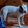 Blue is registered to the contest to win money with this photo: animal, black_patches, blanket, brown_background, candid, canine, couch, cozy, dog, floppy_ears, furniture, home, indoors, pet, portrait, short_hair, side_view, small_dog, standing, white_dog