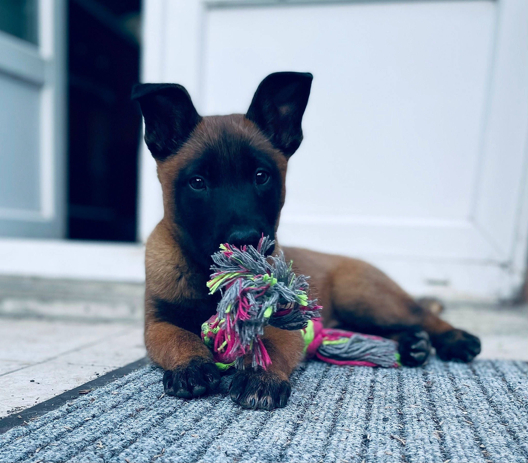 Shadow a rejoint le concours — aidez-le/la à gagner de superbes lots ! canidae, carnivore, companion_dog, dog, dog_breed, dog_supply, fawn, flooring, fur, grass, liver, pet_supply, snout, sporting_group, tail, terrestrial_animal, toy_dog, whiskers, wood, working_animal