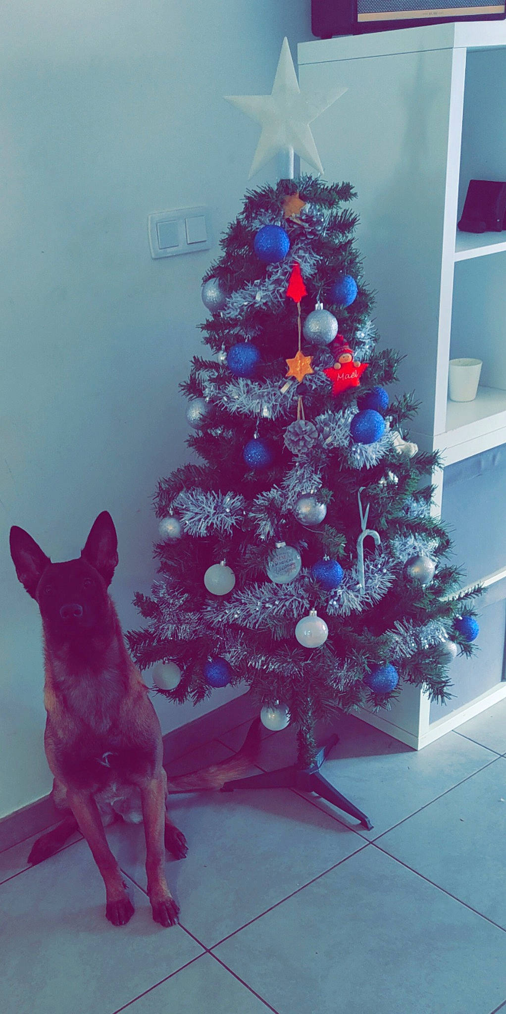 Shadow participe au concours pour gagner de l'argent avec cette photo : blue, branch, carnivore, christmas, christmas_decoration, christmas_ornament, christmas_tree, decoration, dog, dog_breed, evergreen, holiday_ornament, living_room, ornament, purple, red, tints_and_shades, tree, twig, woody_plant